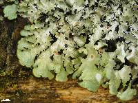 Cetrelia olivetorum image