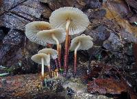 Marasmius cohaerens image