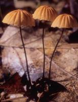 Media resource of Marasmius siccus