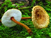 Media resource of Crinipellis zonata