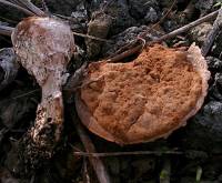 Media resource of Phellorinia herculeana