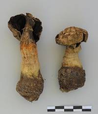 Media resource of Agaricus texensis
