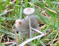 Media resource of Coprinellus plagioporus