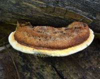 Media resource of Gloeophyllum sepiarium
