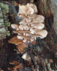 Armillaria gallica image