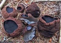 Media resource of Sarcosoma globosum