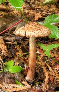 Inocybe subrubescens image