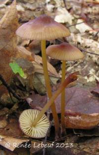 Media resource of Mycena atkinsoniana