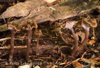 Pseudocraterellus subundulatus image