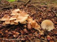 Media resource of Gymnopus confluens
