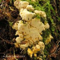 Fibroporia radiculosa image
