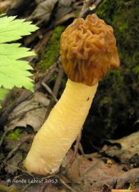 Media resource of Verpa bohemica
