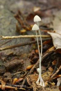Media resource of Mycena alphitophora