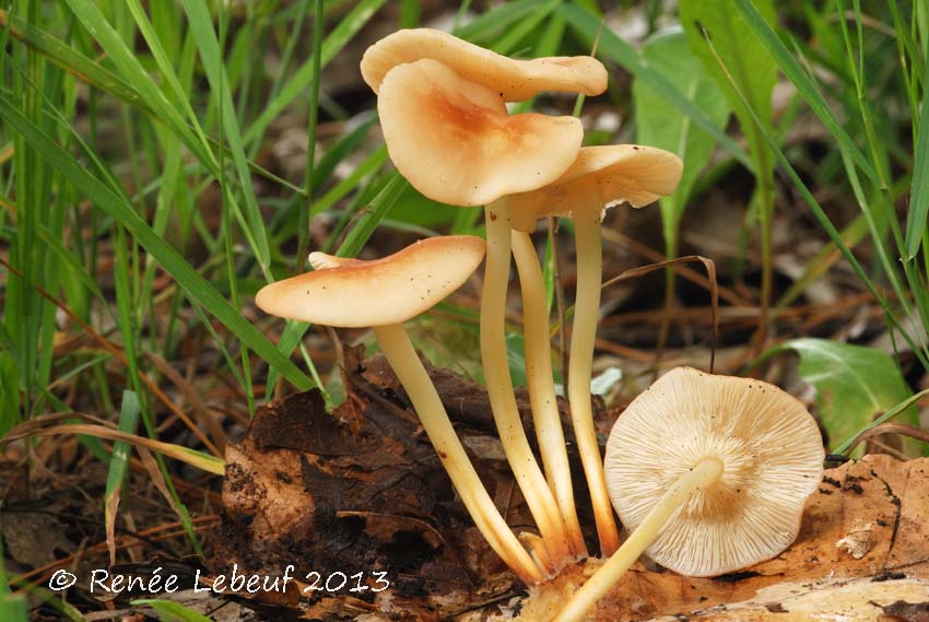 Marasmiaceae image