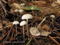 Media resource of Hemimycena delectabilis