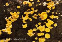 Media resource of Lachnellula agassizii