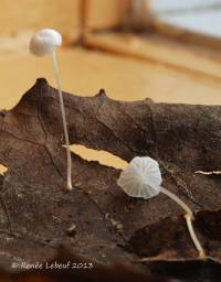 Media resource of Mycena albidula