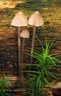 Media resource of Mycena capillaripes