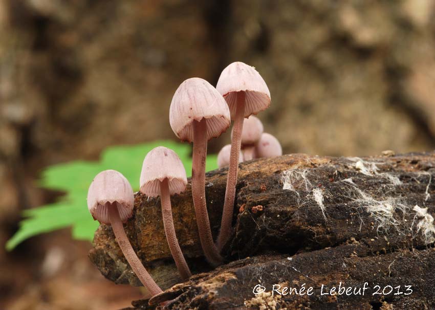 Mycena haematopus image