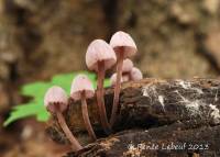 Mycena haematopus image