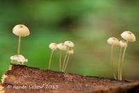 Mycena speirea image