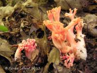 Ramaria formosa image