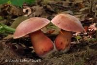 Media resource of Boletus rhodosanguineus
