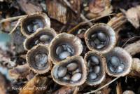 Media resource of Cyathus olla