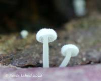 Media resource of Hemimycena mauretanica