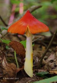 Media resource of Hygrocybe acutoconica