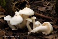 Media resource of Hygrocybe angustifolia