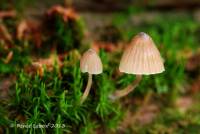Media resource of Mycena abramsii
