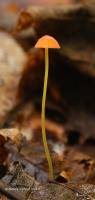 Media resource of Mycena acicula