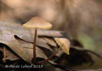 Media resource of Mycena alcalina
