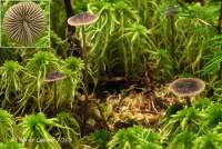 Media resource of Mycena atroalboides