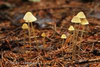 Media resource of Mycena citrinomarginata