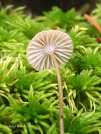 Media resource of Mycena clavicularis