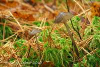 Mycena megaspora image