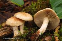 Pholiota lenta Pholiota lenta image