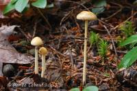 Stropharia alcis image