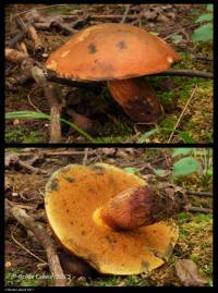 Media resource of Boletus luridus