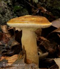 Media resource of Boletus variipes