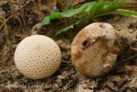 Media resource of Lycoperdon rimulatum