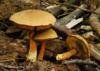 Media resource of Chalciporus piperatoides