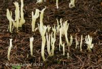 Media resource of Clavulina rugosa
