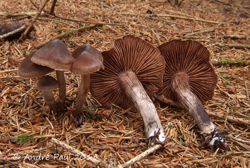 Cortinarius suberythrinus image