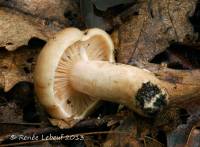 Lactarius imperceptus image