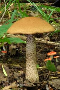 Media resource of Leccinum aurantiacum