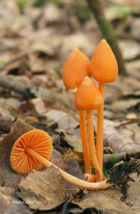 Media resource of Entoloma quadratum