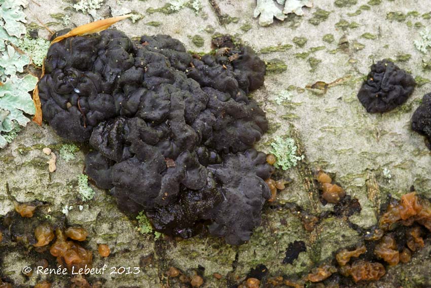 Exidia glandulosa image